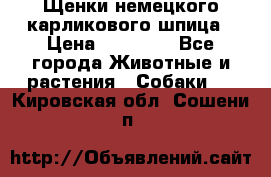 Щенки немецкого карликового шпица › Цена ­ 20 000 - Все города Животные и растения » Собаки   . Кировская обл.,Сошени п.